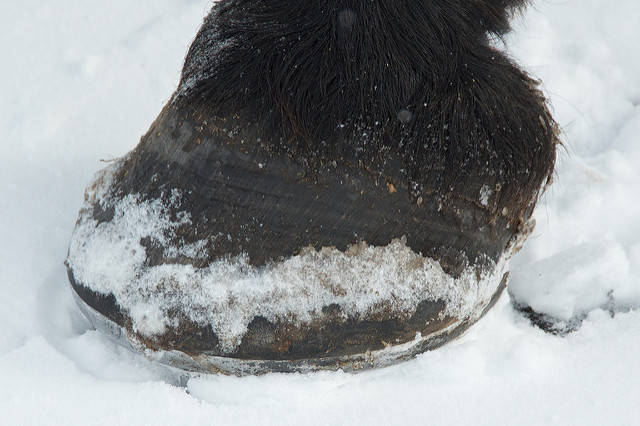 Hoof in snow